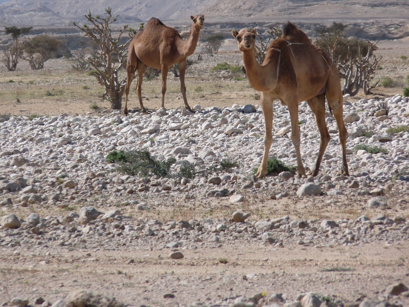 animal themes, vertebrate, livestock, no people, camel, group of animals, mammal, arid, hump, animals in the wild, wadi, 2K, land, nature, environment