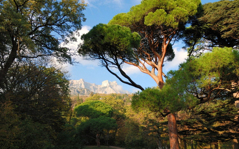1080P, Ai-Petri Mountain, trees, nature, mountains