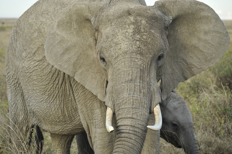 tanzania, animal head, gray, day, tusk, serengeti, head, outdoors, tusks, animal trunk, one animal, animal themes, animals in the wild, animal, looking at camera