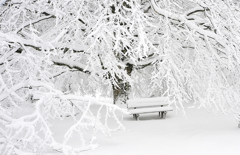 cold, rest, no people, frozen, walk, weather, blizzard, deep snow, extreme weather, mountain sports, plant, landscape, forest, covered, fog, bench, winter