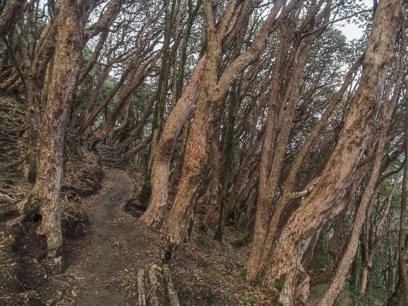 tree, dirt road, ditch, ground, nepal, outdoors, environment, scenics - nature, woodland, trunk, tree trunk, gravel, tranquil scene, forest, redwood, rhododendron forest