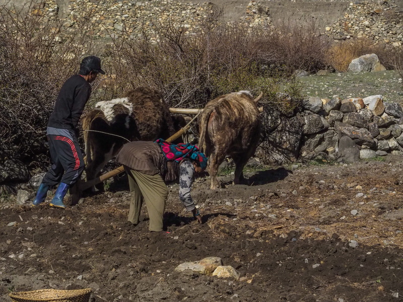 archaeology, soil, ground, ox, cow, farmer, rural, tree, animal, livestock, plowing the fields, horse, herbivorous, nature, 4K, yak, full length, annapurna circuit