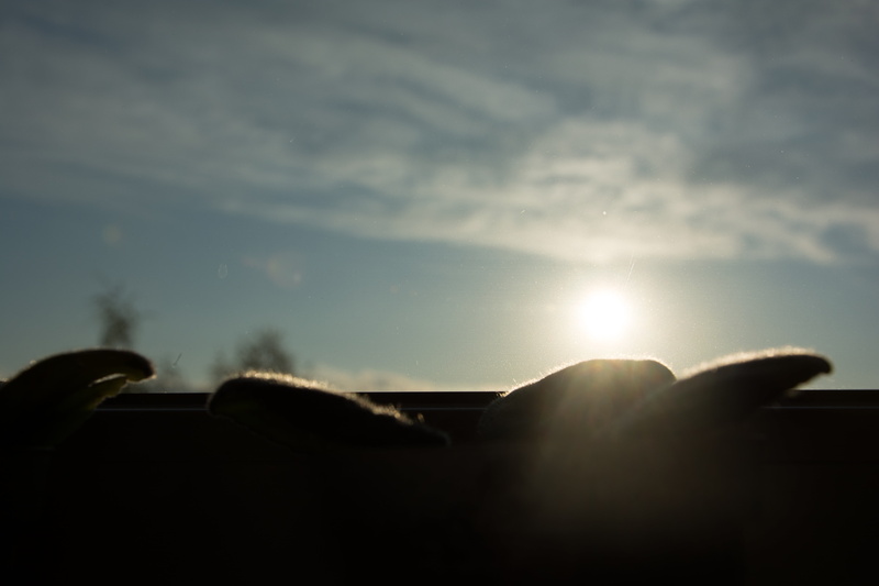 animal themes, silhouette, nature, morning, mode of transportation, animal, sunbeam, sunset, no people, transportation, land vehicle, motor vehicle, 5K