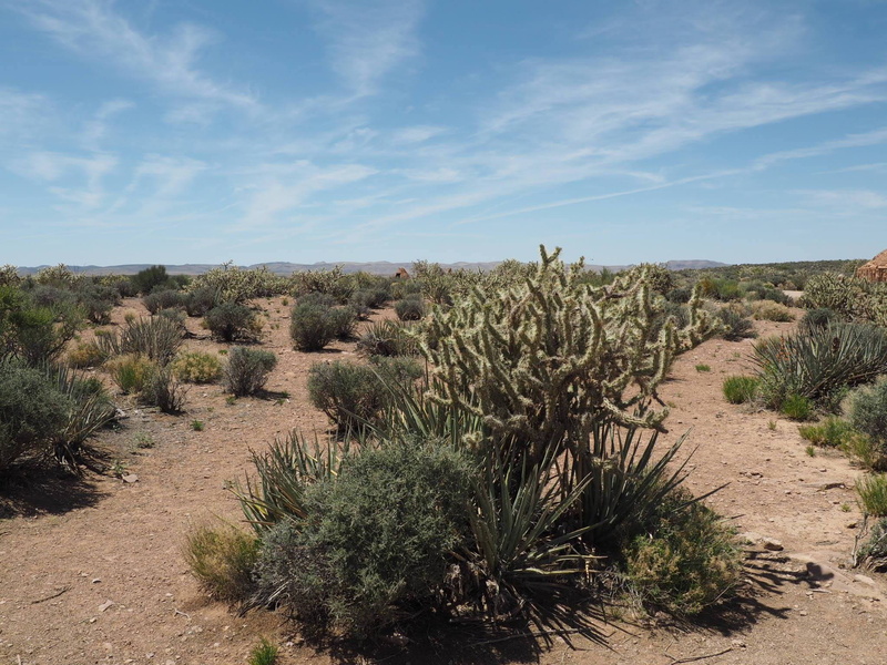 united states, day, west rim trail, eagle point, land, sunlight, no people, plant, succulent plant, nature, tranquil scene, 1080P, non-urban scene, tree