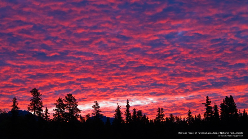 forest, Sunrises/Sunsets, national, 2K, alberta, park, jasper, lake, montane, patricia