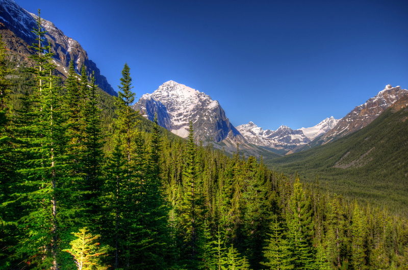 scenery, trees, mountains, jasper, canada, nature, forests, 2K, fir, hdr, parks