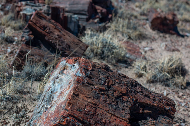 plant, no people, arizona, close-up, metal, tree, forest, land, run-down, deterioration, rusty, nature, day, petrified forest national park, wood, ruined