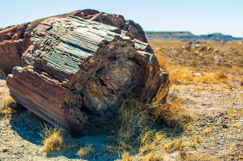textured, no people, day, rough, solid, land, environment, petrified forest national park, outdoors, wood, rock - object, close-up, sunlight, field, focus on foreground