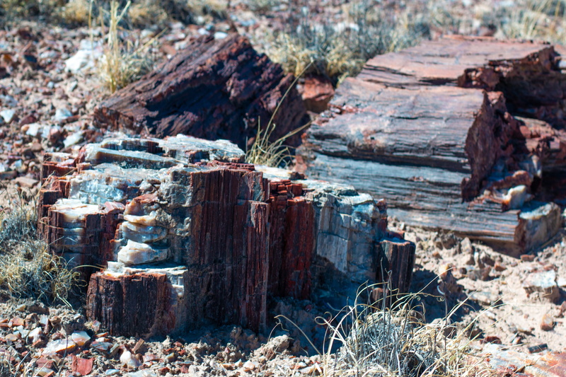 field, firewood, bark, deterioration, wood, abandoned, forest, weathered, stack, deforestation, no people, nature, 5K, timber, wood - material, arizona