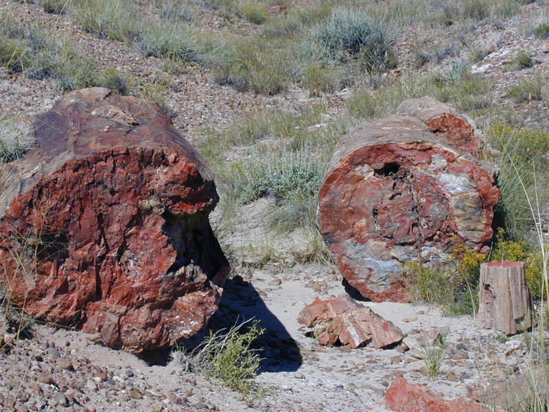 plant, scenics - nature, geology, outdoors, petrified tree, rock, beauty in nature, nature, 1080P, tree, petrified forest, landscape, solid, arizona, non-urban scene