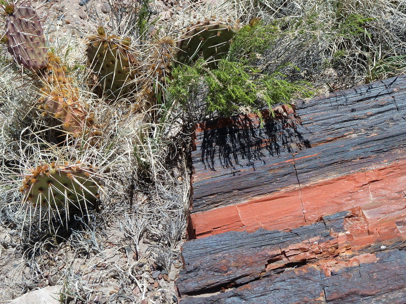 grass, outdoors, tourist attraction, forest, tree, petrified forest national park, deforestation, solid, wood - material, land, nature, usa, 720P, petrified wood