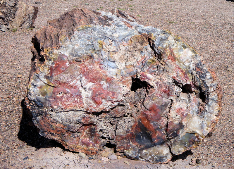 trunk, outdoors, rock, plant, beauty in nature, petrified wood, tree trunk, fossil, industry, rough, close-up, america, landscape, rock formation, forest