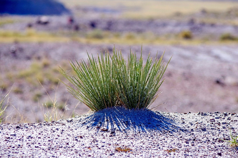 field, petrified, leaf, purple, nature, outdoors, yucca, focus on foreground, beauty in nature, no people, day, chihuajuan, desert, national park, southwest