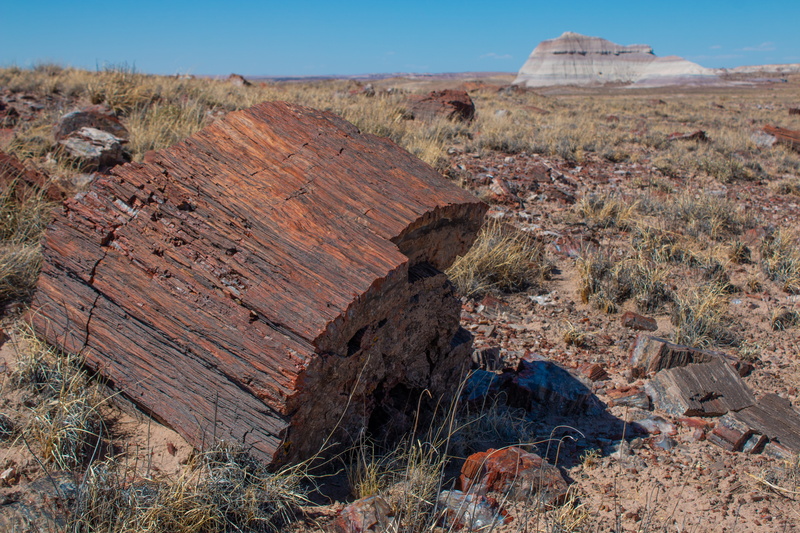 land, scenics - nature, no people, solid, tree, tranquil scene, arizona, tranquility, beauty in nature, sunlight, petrified trees, landscape, climate, 5K
