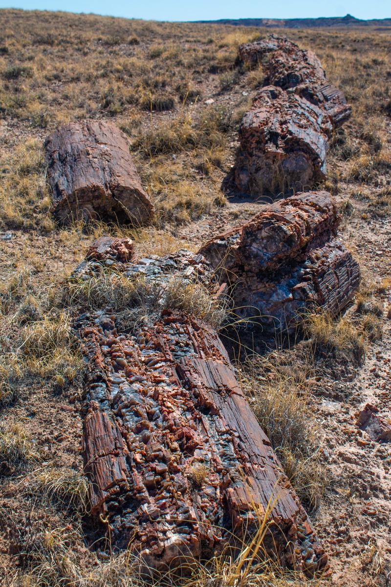 environment, wood, solid, abandoned, day, plant, grass, rock - object, tranquility, field, tranquil scene, 5K, petrified forest national park, land, landscape