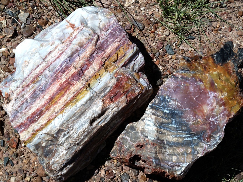 opal wood, gray, rock, dry, park, high angle view, petrified, eroded, red, no people, pattern, fossil wood, national, colorful, animal, wood opal, usa