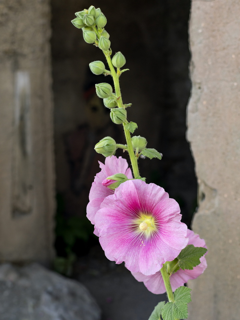 growth, leaf, jerome, ghost town, decay, hollyhock, flower, petal, pink color, flowering plant, plant, united states, no people, grafatti, freshness, yavapai