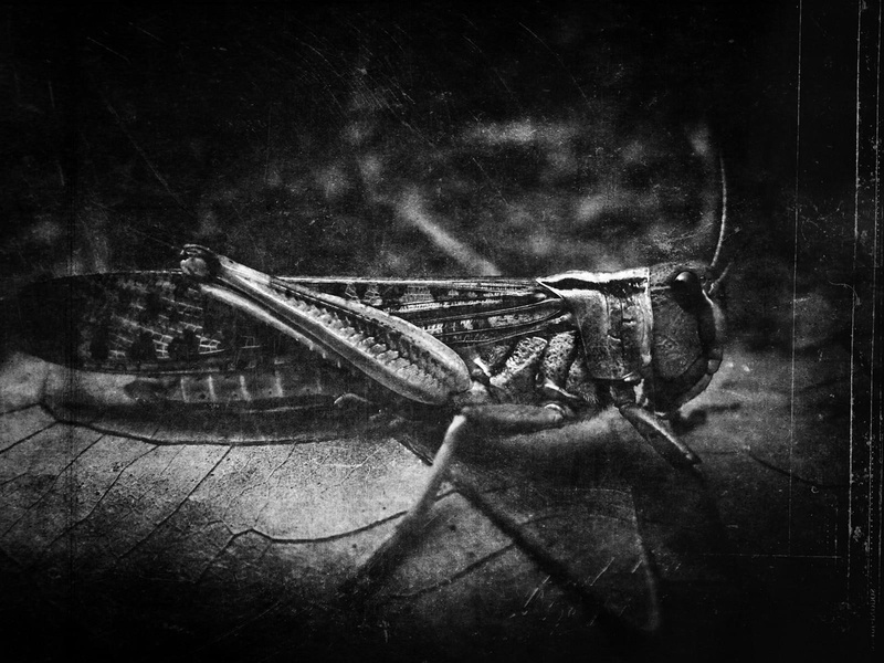 cricket, insects, high, 720P, resolution