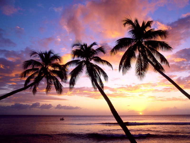 tropical climate, nature, Beach, beauty in nature, palm tree, sky, outdoors, 720P, idyllic, horizon over water, tranquility, West, Indies, s, tree, scenics - nature