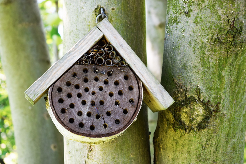 plant, birdhouse, 5K, dandelions, poland, trunk, bee, geometric shape, outdoors, nature, nectar, circle, landscape, design, shape, summer, hole, tree