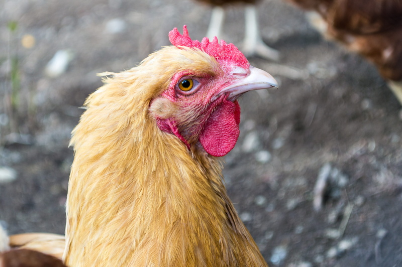 animal eye, animal, 4K, domestic animals, poultry, animal head, hen, penguin, close-up, pets, sofia, rooster, chicken, outdoors, vertebrate, livestock
