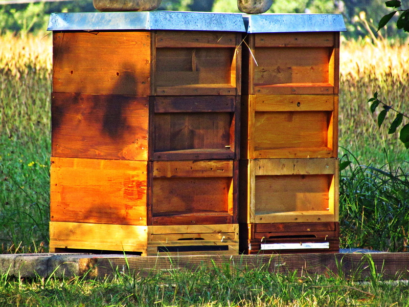 field, bees, box - container, day, no people, sunlight, container, pollen, honey, nature, apiculture, ule, protection, ul, entrance, beehive, outdoors