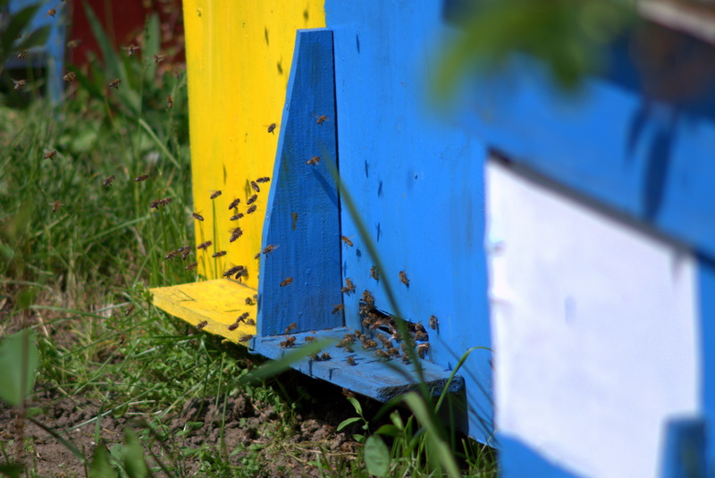 beekeeping, field, sign, bee, distributional effects, honey, work, nature, day, 4K, blue, insects, land, plant, yellow, ul, nectar, ule, bees, metal, sunlight
