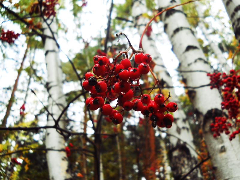 low angle view, food and drink, wellbeing, berry fruit, freshness, healthy eating, no people, red, novosibirsk, branch, outdoors, day, forest, food, ripe