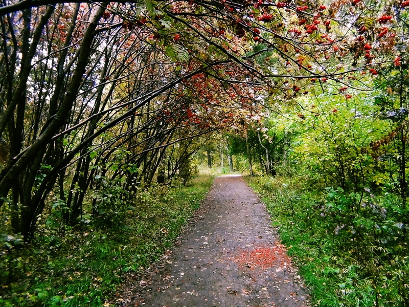 russia, 1080P, non-urban scene, tranquil scene, rowan, autumn, growth, tree canopy, ul. zhukovskogo, trees, the way forward, footpath, direction, diminishing perspective