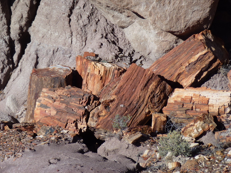 rough, sunlight, geology, wood, striated, desert, travel destinations, solid, fossils, textured, formation, national park, rock, painted desert, 4K, arizona