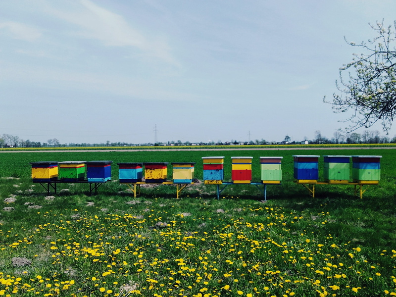 field, ule, beauty in nature, train - vehicle, osa, 2K, ul, plant, container, sky, flowering plant, poland, honey, growth, meadow, flower, train, tree