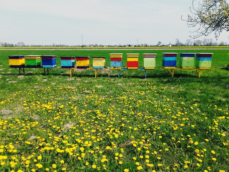 dandelions, ule, sky, land, spring, growth, ul, 2K, flower, freshness, beauty in nature, field, day, flowering plant, honey, nature, outdoors, plant, summer