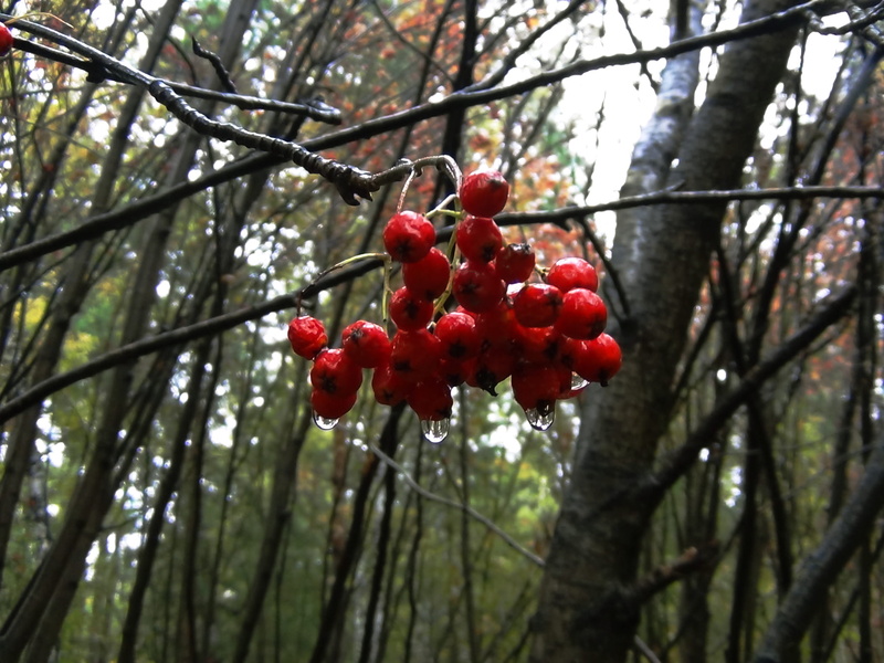 forest, low angle view, outdoors, growth, tree, close-up, trees, food, russia, berry fruit, food and drink, ripe, branch, no people, ul. zhukovskogo, novosibirsk