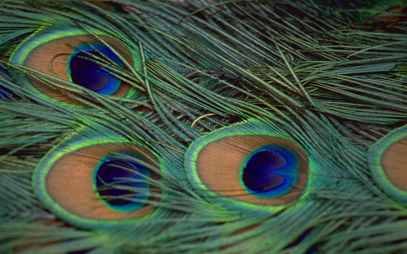 india, animal, 1080P, windows7theme, pav, animals