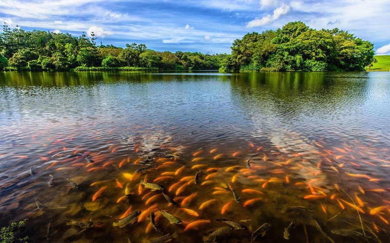 1080P, orange, lake, school, fishes, black, fish, animals, 1920x1200