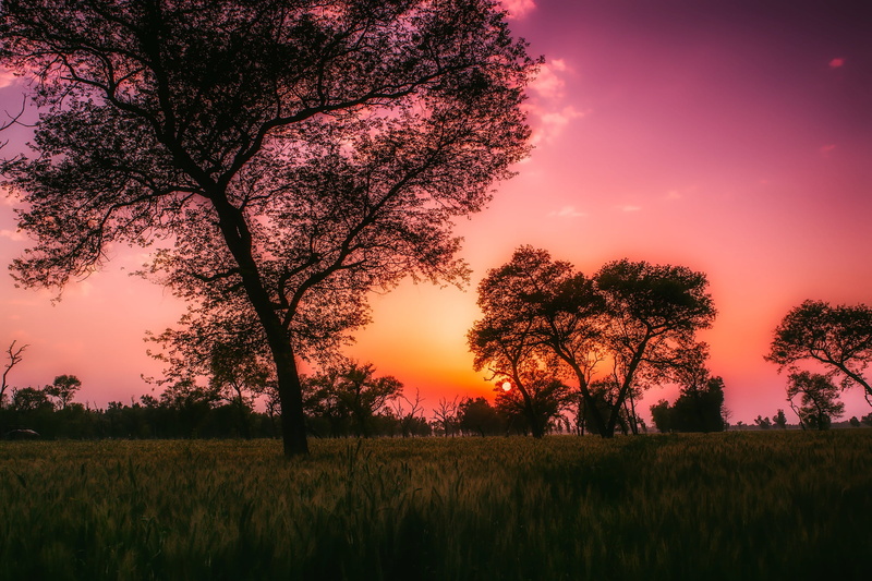 hour, nature, orange color, clouds, country, silhouette, grass, outdoors, land, growth, 1080P, trees, plant, landscape, tranquil scene, environment, tranquility
