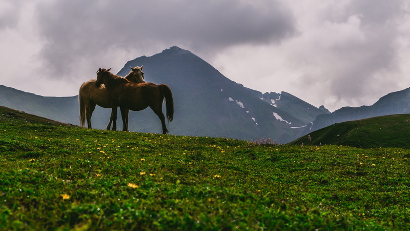 land, clouds, horse, beauty in nature, track, love, pets, outdoors, landscape, mountain range, snowcapped mountain, lovely, herbivorous, grass, domestic animals