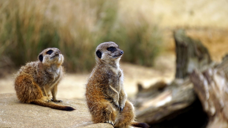 animals, animal wildlife, day, 4K, meerkat, meerkats, two animals, no people, nature, sitting, group of animals, outdoors, solid, rock, standing, animal themes