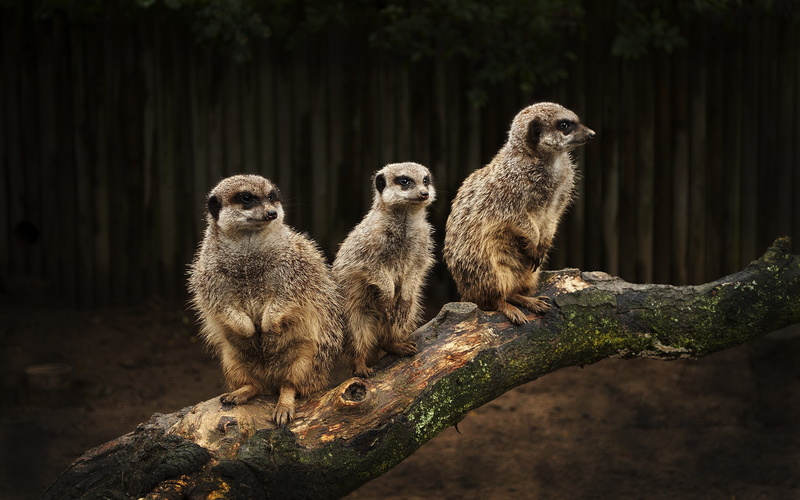 no people, plant, animal family, vertebrate, three animals, outdoors, Suricate, sitting, Meerkats, animals, animal themes, day, mammal, animal wildlife