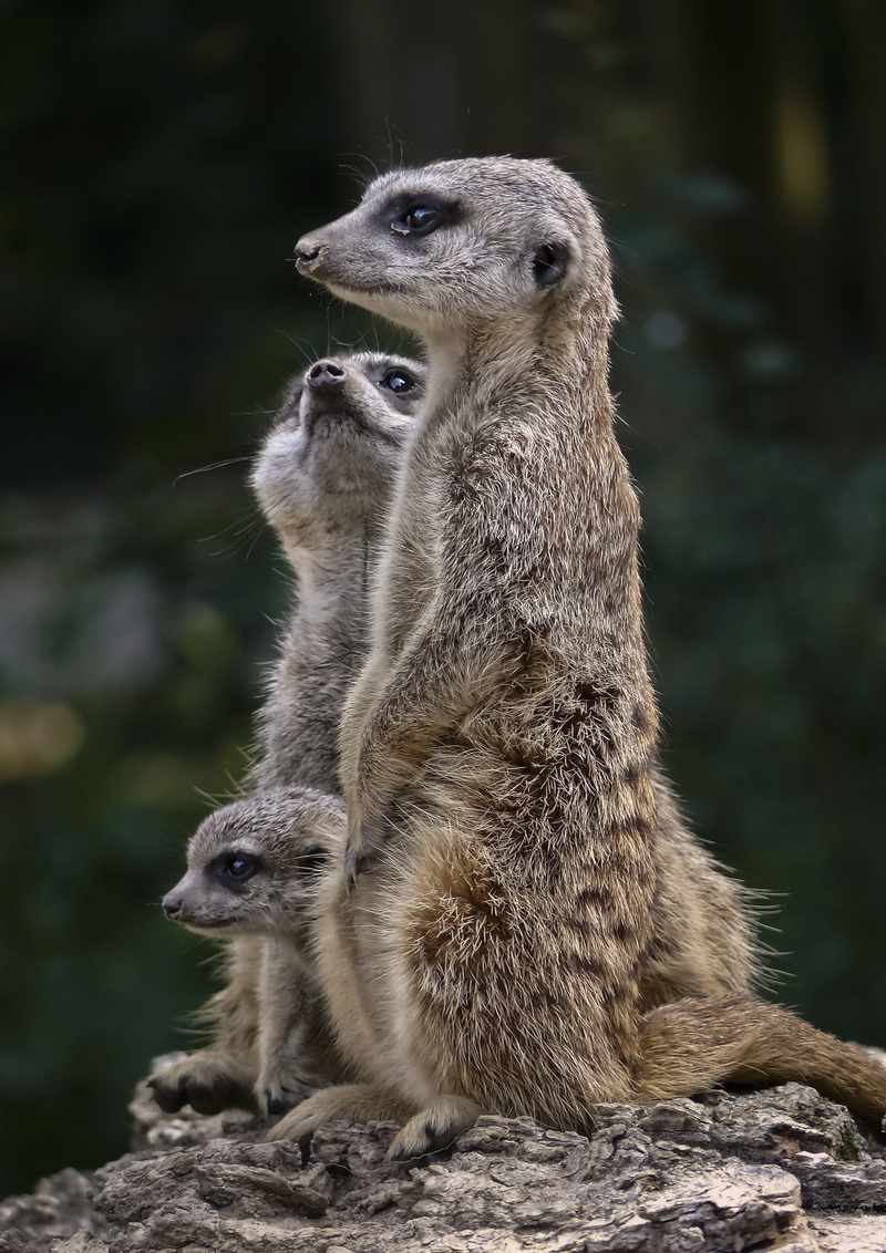 mammal, animal family, two animals, rock, suricate, looking, care, outdoors, solid, no people, animal themes, day, animal, mongoose, vertebrate, 2K, group of animals