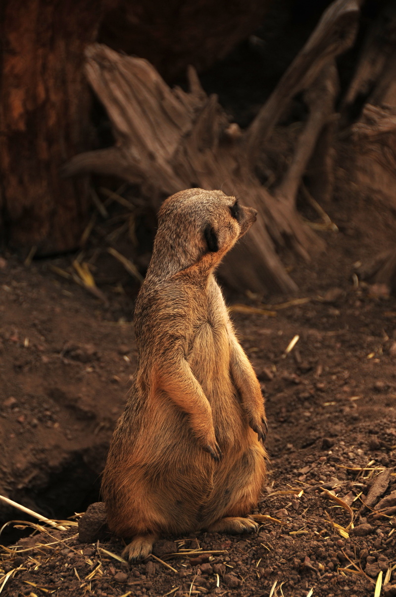 outdoors, field, 4K, african animal, nature, suricate, animals in the wild, vertebrate, meerkat, animal themes, no people, africa, sitting, land, mammal