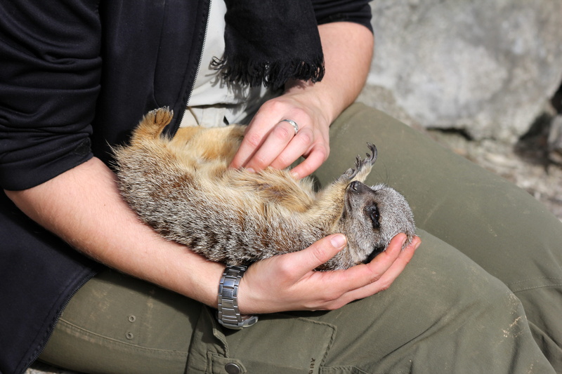 wristwatch, zookeeper, vertebrate, conservation, domestic, meerkat, care, tickle, human hand, pet, desert, wild animal, person, domestic animals, pets