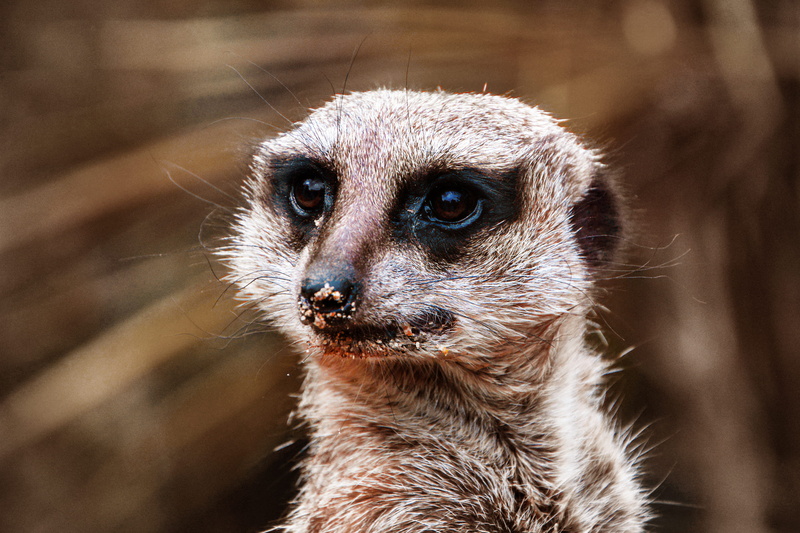vertebrate, close-up, france, focus on foreground, nose, meerkat, animal wildlife, 2K, portrait, bestiole, zooparc de beauval, mammal, eye, no people