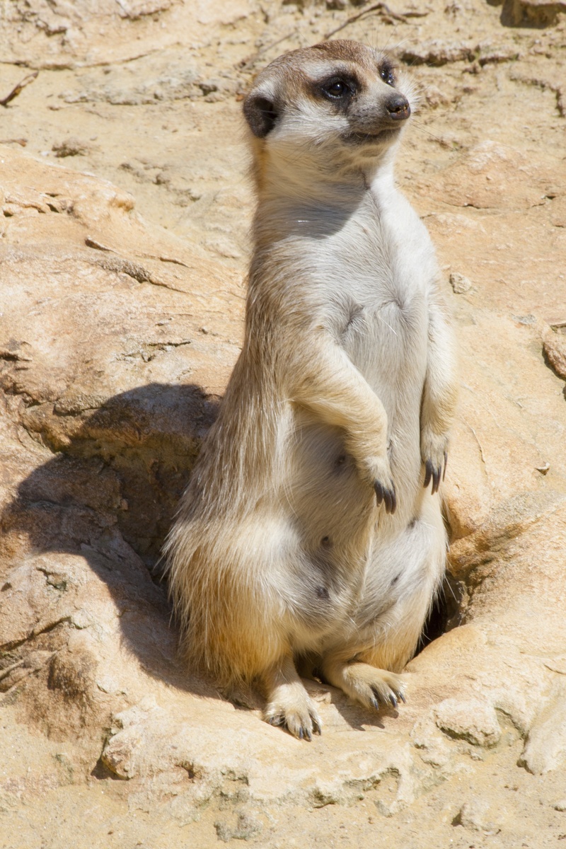 solid, watchful, no people, burrow, sand, meerkat, rocks, one animal, zoo, outdoors, suricate, mammal, vedetta, animal, 4K, rock, animals in the wild