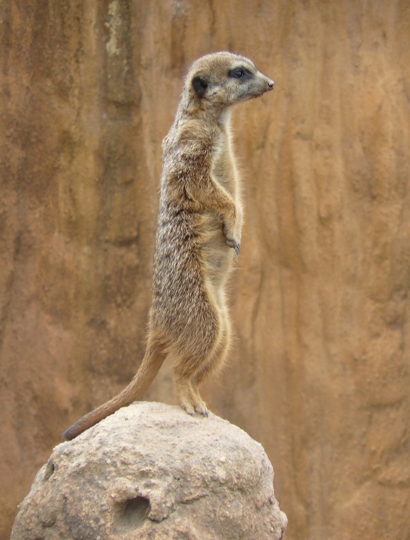 herpestidae, standing, animals in the wild, wildlife, mammal, suricate, looking away, fur, suricatta, rock - object, meerkat, 720P, lookout, vertebrate