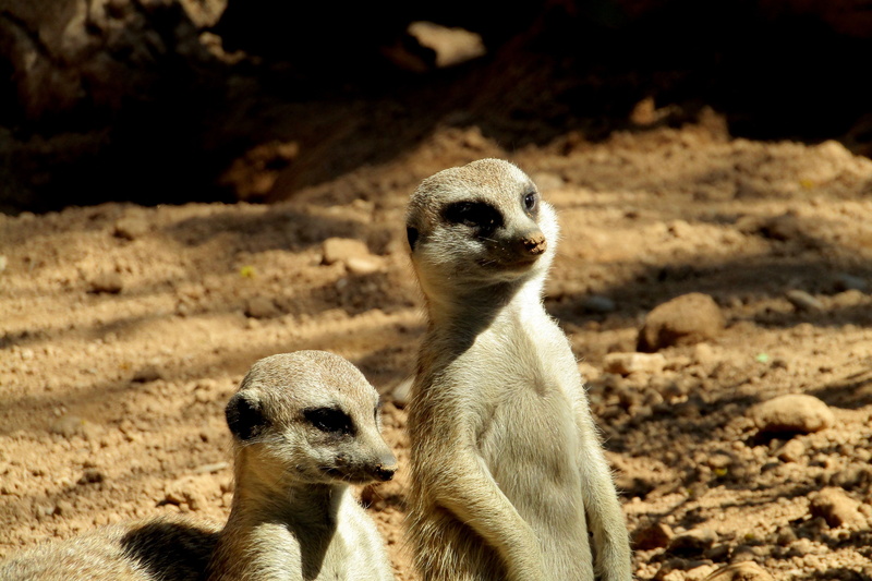 animal head, sand, group of animals, cute, mammal, african reserve, looking away, land, sunlight, look, animals, nature, fur, suricate, animal, animals in the wild