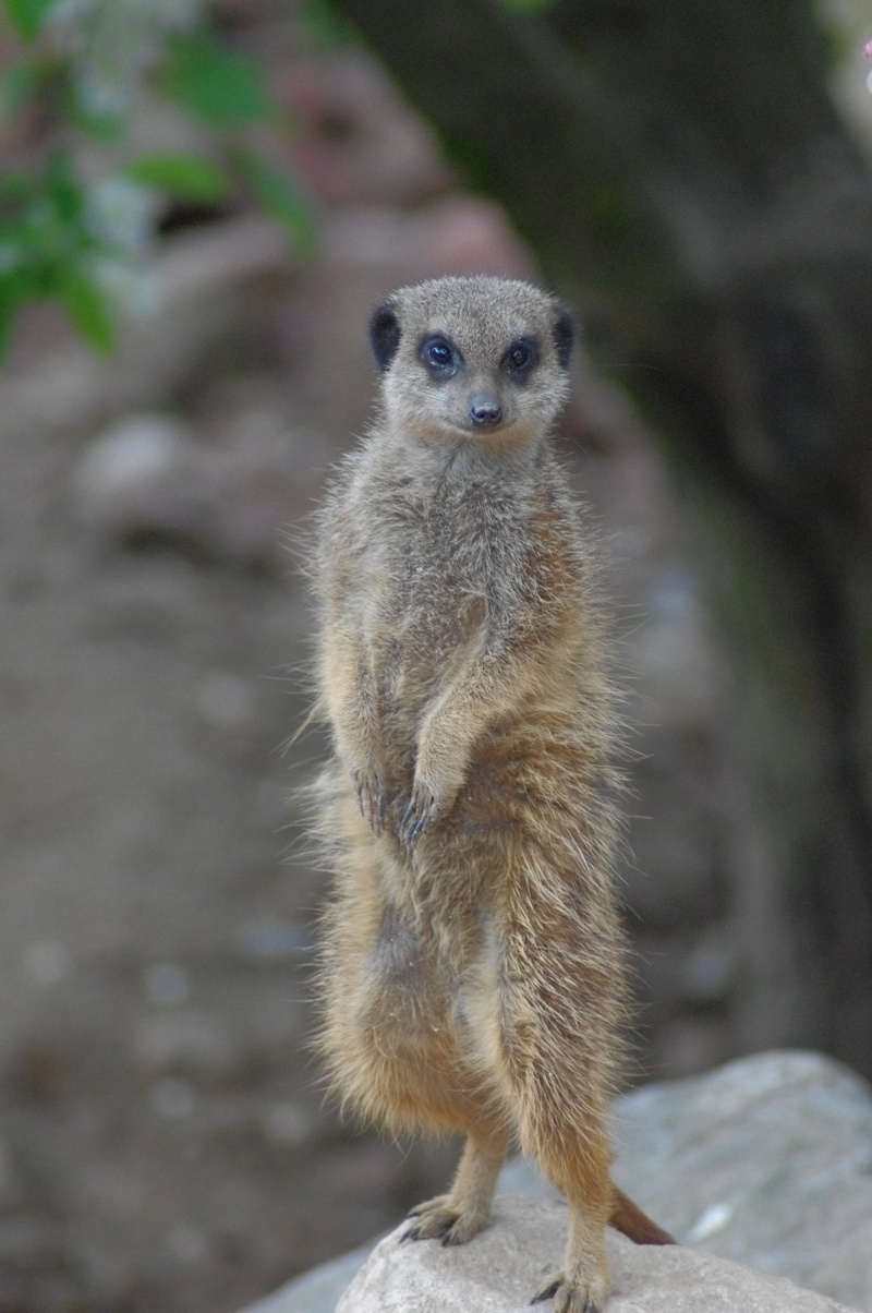 animals, land, meerkat, full length, nature, no people, 4K, suricate, outdoors, animal wildlife, looking, africa, portrait, focus on foreground, looking at camera