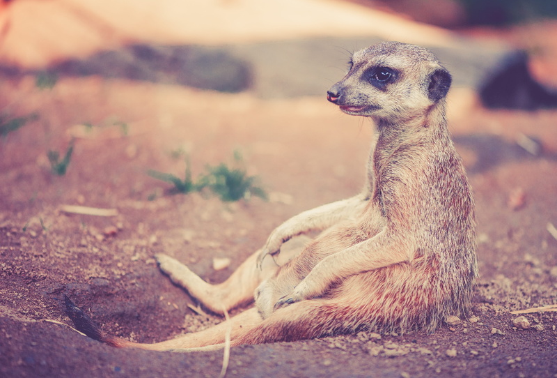 nature, alertness, mammal, focus on foreground, standing, sitting, animal head, outdoors, brown, animal wildlife, vertebrate, looking, suricate, full length