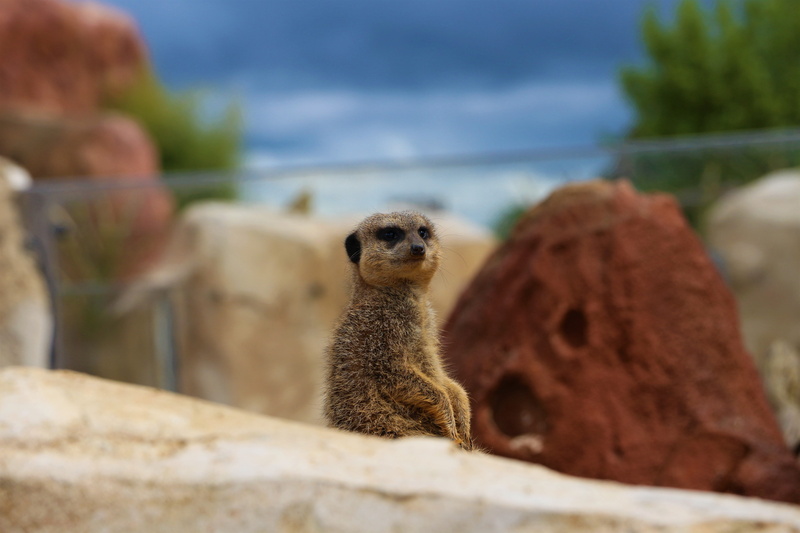 animal, vertebrate, portrait, 5K, solid, zoo, one animal, animals in the wild, look, animal head, cute, pans, suricate, meerkat, mammal, close-up, mammals