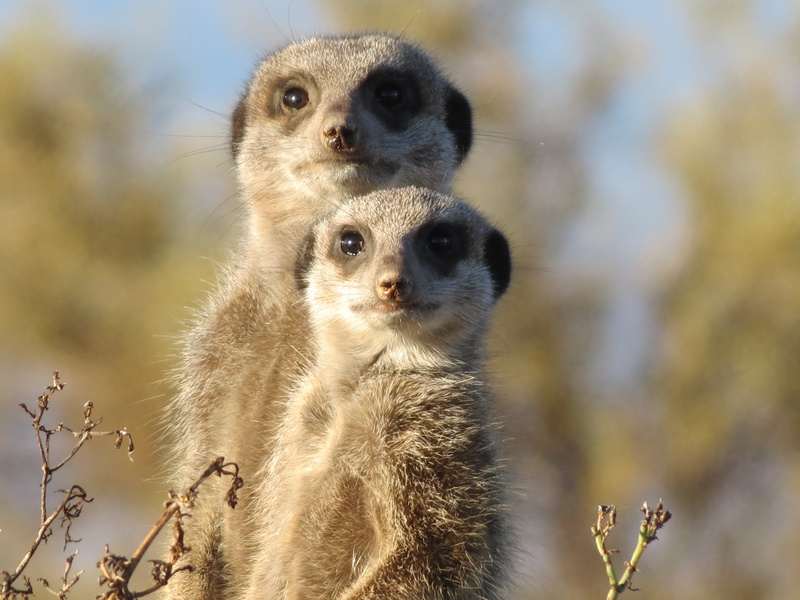 close-up, wild, animal wildlife, care, creature, two animals, wildlife, animal family, ootdshoorn, group of animals, portrait, south africa, young animal